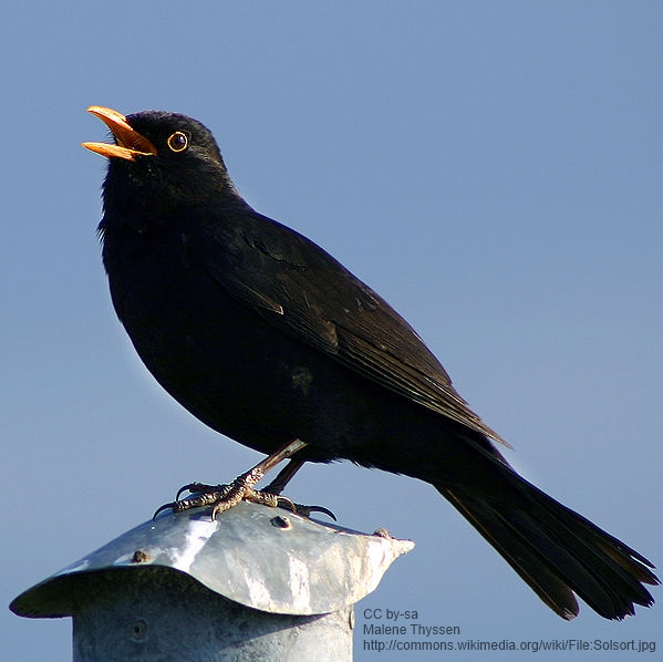 Datei:Amsel malene thyssen cc.jpg