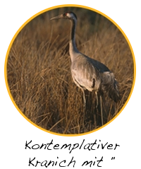 Datei:Kontemplativer kranich mit gaensefuesschen.png