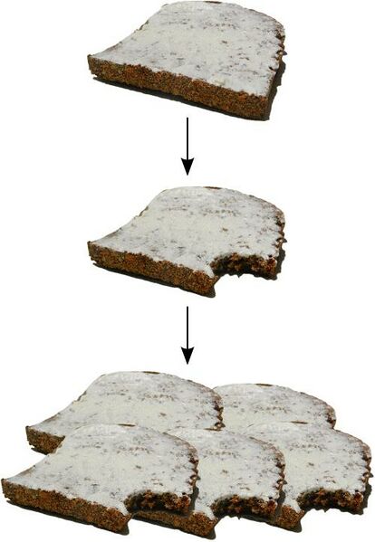 Datei:Nuklearia Brote w0500.jpg