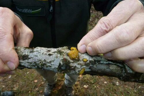 Nordschwarzwald Kaltenbronn 0389.JPG