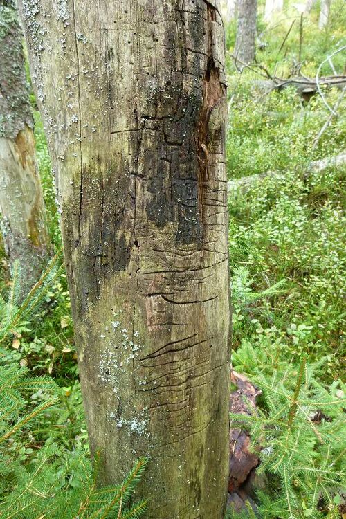 Nordschwarzwald Kaltenbronn 0368.JPG