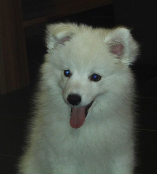 Datei:Spitz pass auf!.JPG