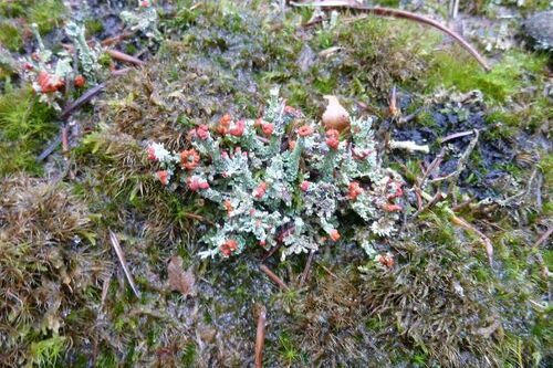 Nordschwarzwald Kaltenbronn 0383.JPG