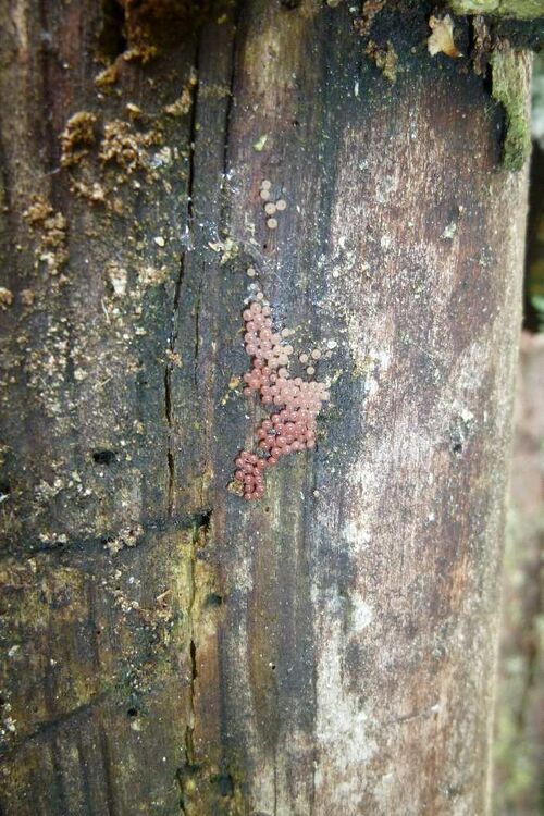 Nordschwarzwald Kaltenbronn 0370.JPG