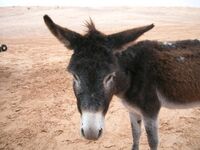 Benutzer Filipolino.jpg