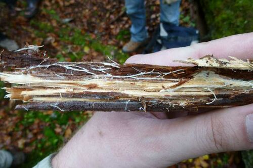 Nordschwarzwald Kaltenbronn 0381.JPG