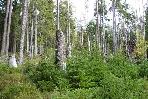 Nordschwarzwald Kaltenbronn 0157.JPG