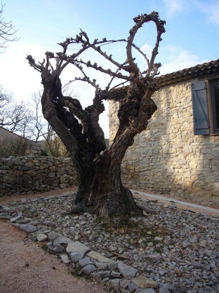 Datei:Doris Wiki.jpg