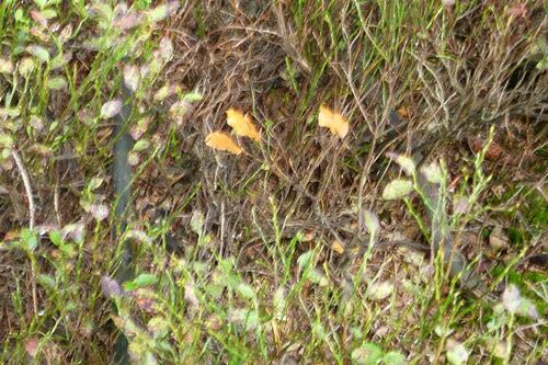 Nordschwarzwald Kaltenbronn 0359.JPG