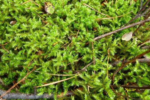 Nordschwarzwald Kaltenbronn 0362.JPG