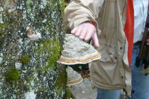 Nordschwarzwald Kaltenbronn 0388.JPG