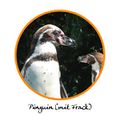 Pinguin mit Frack.jpg