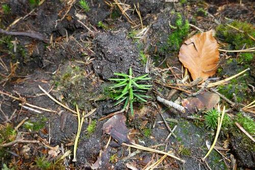 Nordschwarzwald Kaltenbronn 0375.JPG