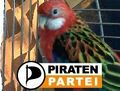 Piratenvogel.jpg
