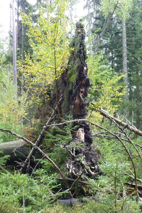 Nordschwarzwald Kaltenbronn 0159.JPG