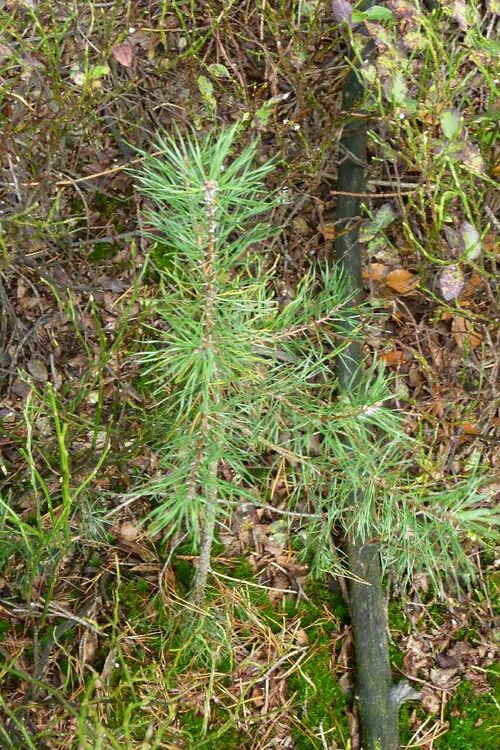 Nordschwarzwald Kaltenbronn 0360.JPG