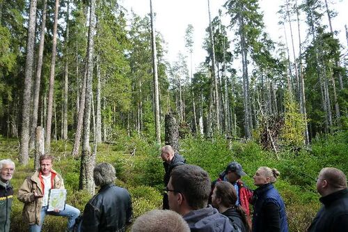 Nordschwarzwald Kaltenbronn 0356.JPG