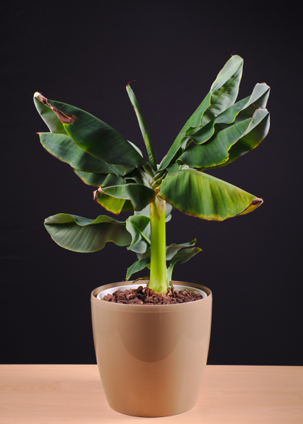 Datei:2015-07-23 lmvblume.png