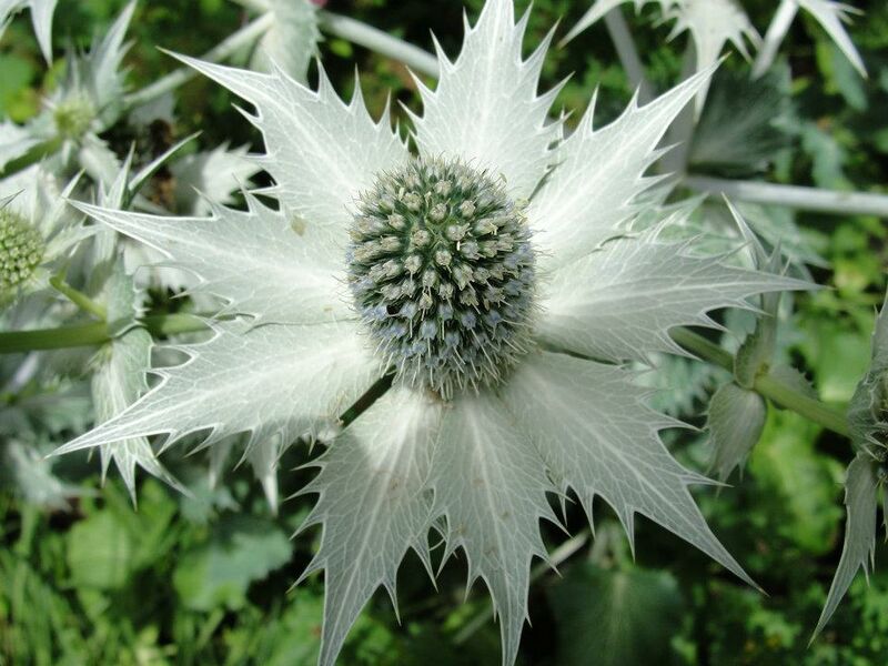 Datei:FIX IT Silberdistel.jpg