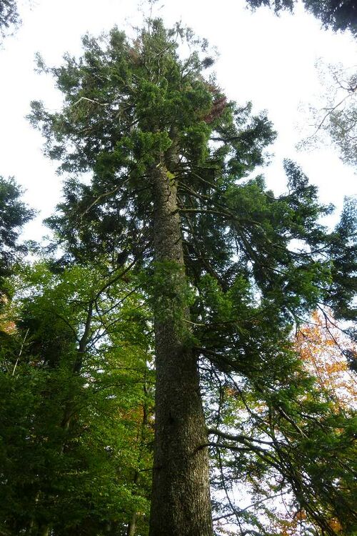 Nordschwarzwald Kaltenbronn 0373.JPG