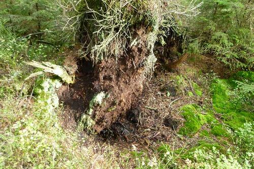 Nordschwarzwald Kaltenbronn 0361.JPG