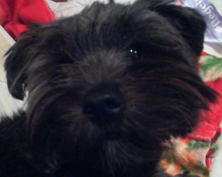 Datei:Shilah solo.jpg