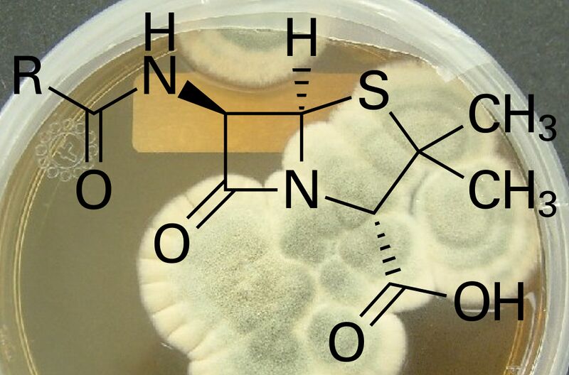 Datei:Penicillin.JPG