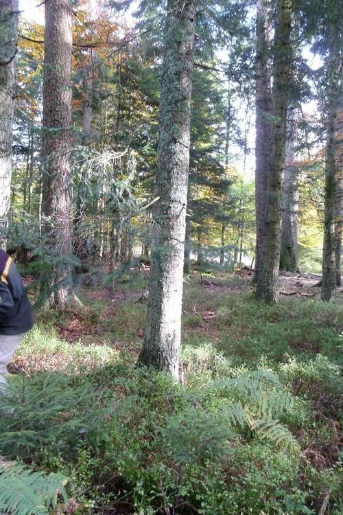 Nordschwarzwald Kaltenbronn 0376.JPG