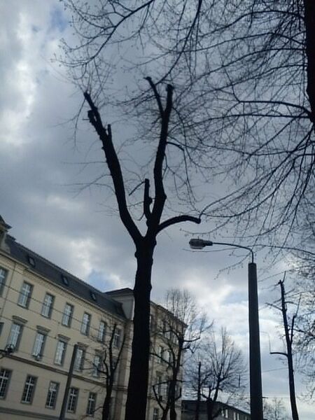 Datei:DD-Neustadt-Bäume-Königsbrücker-4.jpg